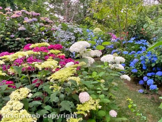 Le ortensie del giardino "La Perella" di Bganaia