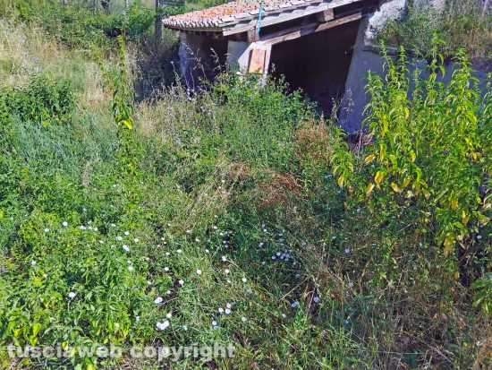 Viterbo - La fontana su via Francigena con l'erba alta