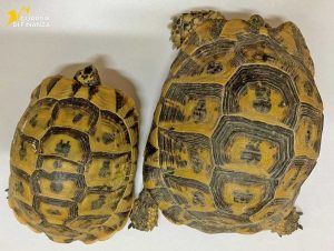 Civitavecchia - Le due tartarughe