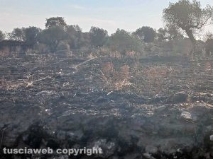 Vitorchiano - Incendio nelle campagne in località Bandita
