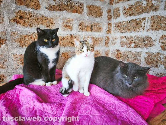 Alcuni animali accuditi dall'associazione "Vita a Quattro Zampe"