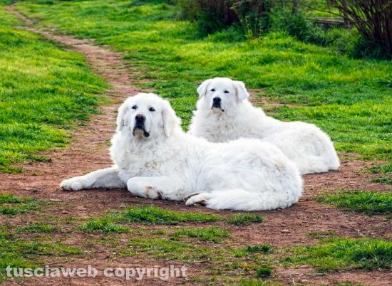 Alcuni animali accuditi dall'associazione "Vita a Quattro Zampe"