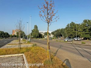 Viterbo - Gli alberi appena piantati in tribunale in gran secchi