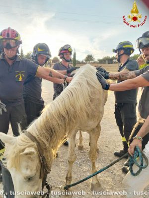Civitavecchia - Cavallo anziano si accascia a terra, salvato dai vigili del fuoco