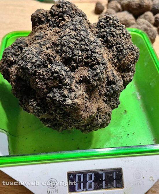 Il tartufo trovato da Zeus e Atena
