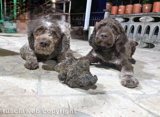 Il tartufo trovato da Zeus e Atena