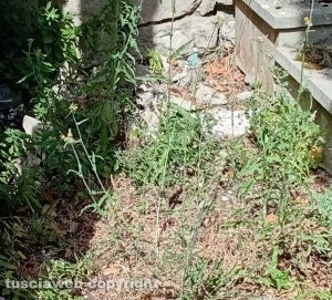 Viterbo - Degrado al cimitero