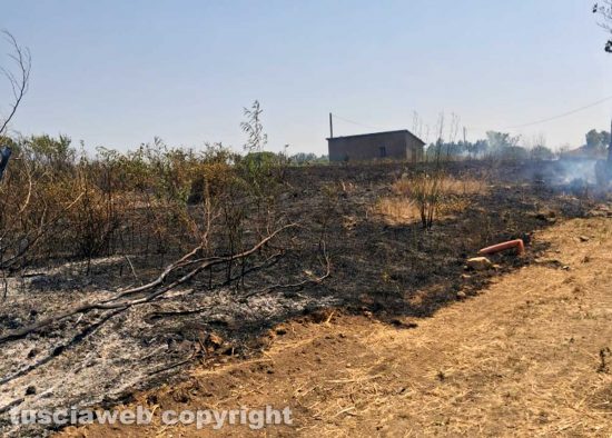 Viterbo - Incendio di sterpaglie e canneto in Strada Ca l'Aglio