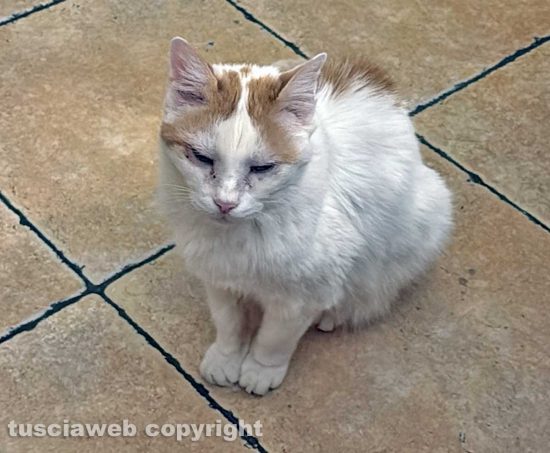 Il gatto Alvin