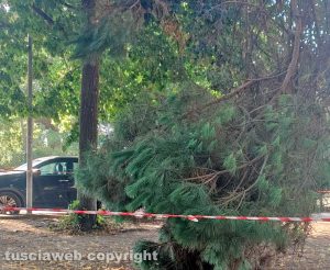 Viterbo - Rami pericolanti al parco pubblico alla Quercia