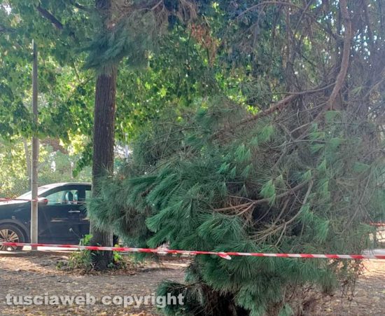 Viterbo - Rami pericolanti al parco pubblico alla Quercia