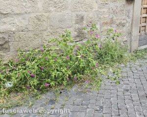Erba alta a Viterbo