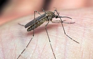 West Nile virus