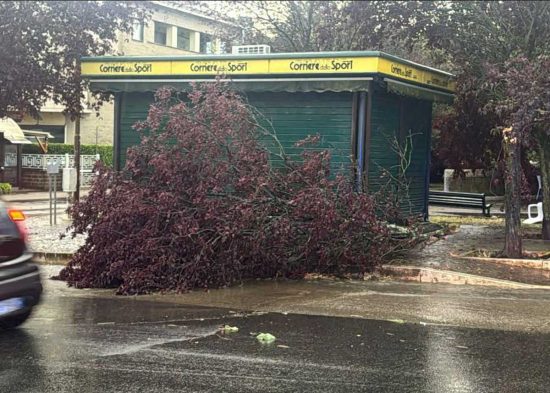 Albero caduto a Civita Castellana