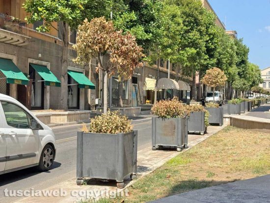 Viterbo - Piante secche a viale Marconi