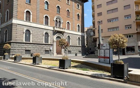 Viterbo - Piante secche a viale Marconi