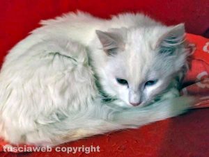 Il gatto Bianchino