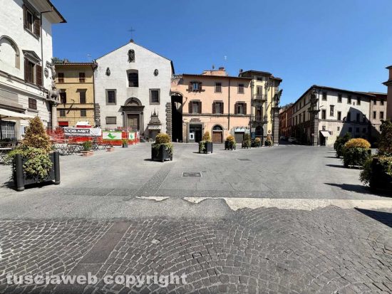 Viterbo - Piante secche a piazza del Comune