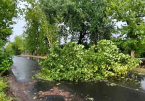 Albero caduto a Civita Castellana