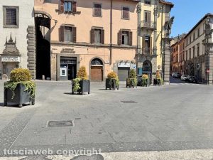 Viterbo - Piante secche a piazza del Comune