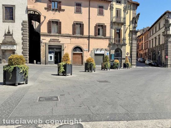 Viterbo - Piante secche a piazza del Comune