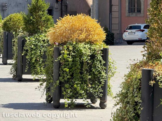 Viterbo - Piante secche a piazza del Comune