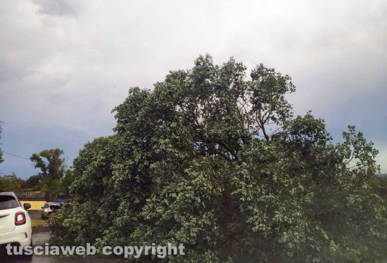 Alberi caduti tra Nepi e Ronciglione