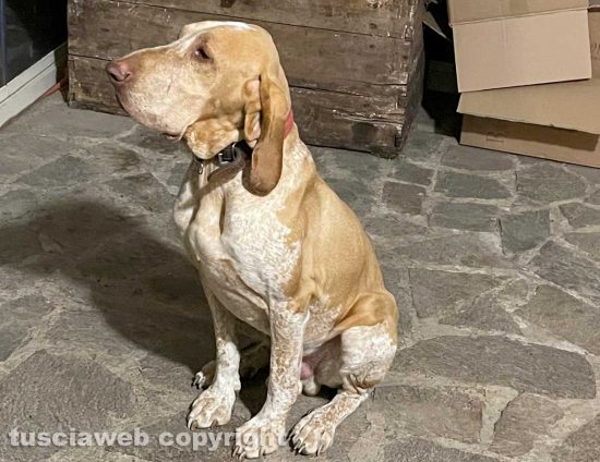 Viterbo - Smarrito bracco italiano nella zona di Ponte di Cetti - Wittgenstein