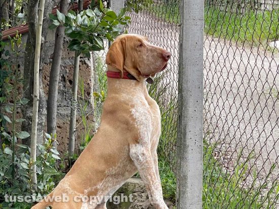Viterbo - Smarrito bracco italiano nella zona di Ponte di Cetti - Wittgenstein