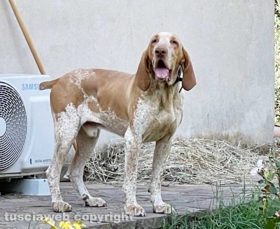 Viterbo - Smarrito bracco italiano nella zona di Ponte di Cetti - Whitgenstein