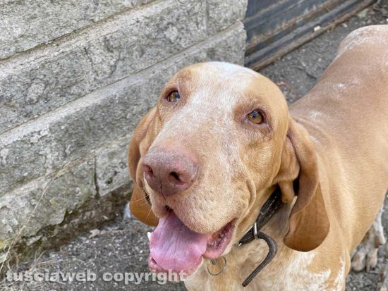 Viterbo - Smarrito bracco italiano nella zona di Ponte di Cetti - Wittgenstein