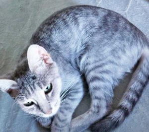 La gattina Grey