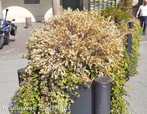 Viterbo - Piante secche a piazza del comune