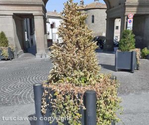 Viterbo - Piante secche a piazza del comune