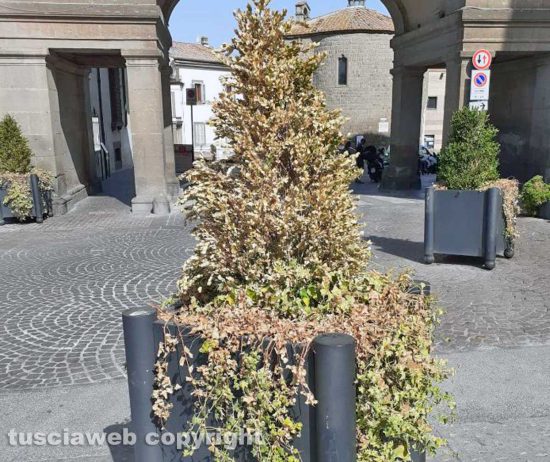 Viterbo - Piante secche a piazza del comune