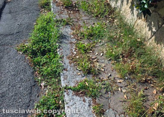 Capranica - Erba infestante e perdita d'acqua in via del Sacro cuore