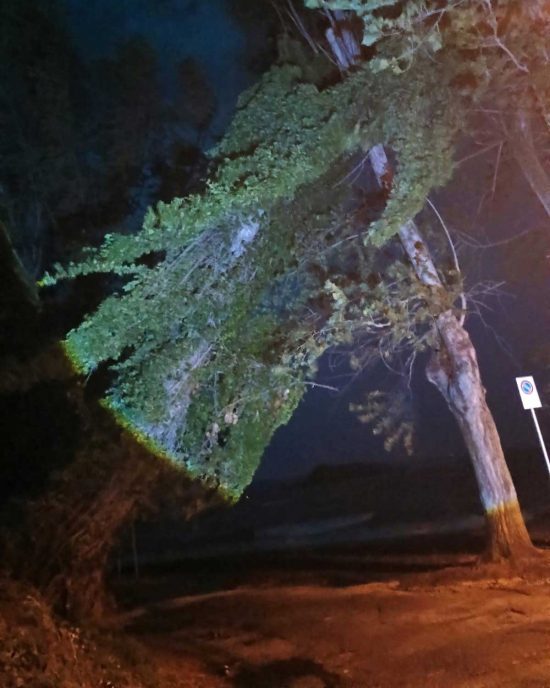 Montefiascone - L'albero pericolante sulla strada del lungolago tra Montefiascone e Marta