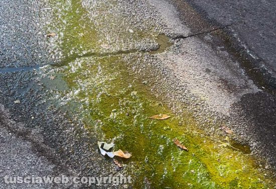 Viterbo - Perdita d'acqua da oltre un mese in via Andrea Scriattoli