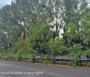 Viterbo - Vegetazione fuori controllo a via Genova