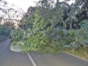 Montefiascone - Alberi cadono sulla Verentana