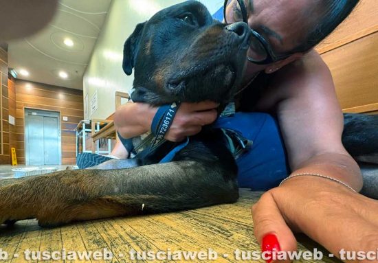 Il rottweiler Django