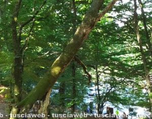 Soriano nel Cimino – Chiusa temporaneamente una parte della faggeta del Monte Cimino per un albero pericolante