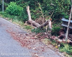 Sutri - Albero cade al bivio per Bassano Romano