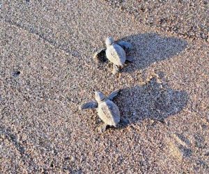 Montalto di Castro - Alcuni piccoli di tartaruga Caretta caretta
