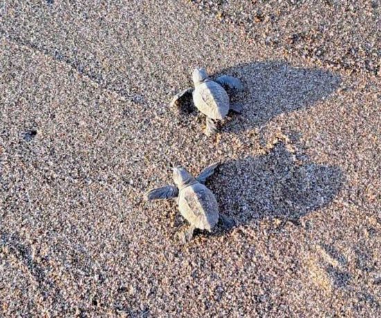 Montalto di Castro - Alcuni piccoli di tartaruga Caretta caretta