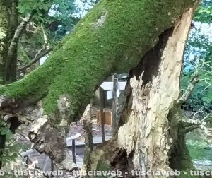 Soriano nel Cimino – Chiusa temporaneamente una parte della faggeta del Monte Cimino per un albero pericolante