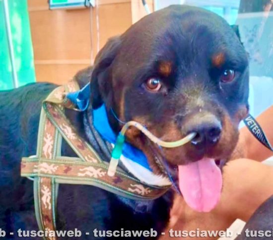 Il rottweiler Django