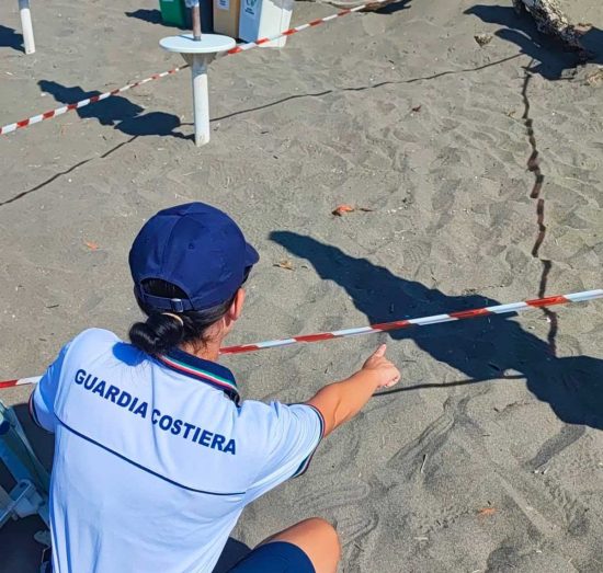 Montalto di Castro - Alcuni piccoli di tartaruga Caretta caretta