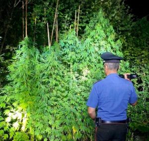 Roma - Carabinieri - Le piante di marijuana trovate nel comune di Sant'Oreste
