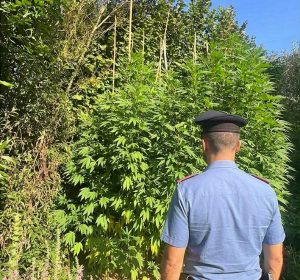 Roma - Carabinieri - Le piante di marijuana trovate nel comune di Sant'Oreste